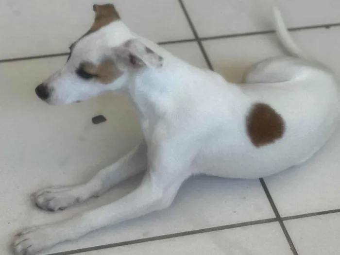 Cachorro ra a SRD-ViraLata idade 2 a 6 meses nome Churros