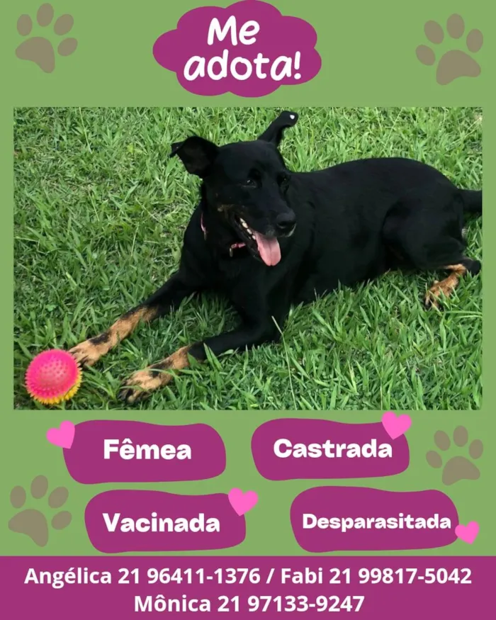 Cachorro ra a SRD / Rottweiler idade 1 ano nome Pretinha