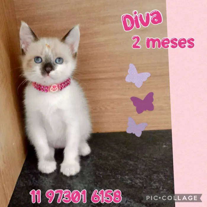 Gato ra a Srd idade 2 a 6 meses nome Diva