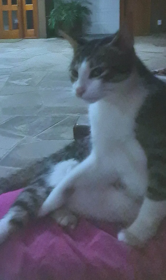 Gato ra a Srd idade 2 a 6 meses nome Diva