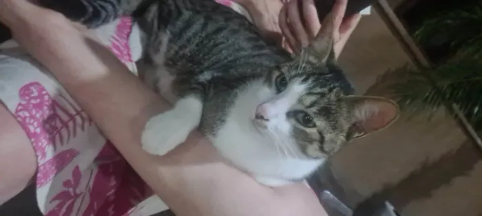 Gato ra a Srd idade 2 a 6 meses nome Diva