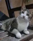 Diva