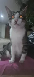 PAÇOCA