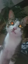 PAÇOCA