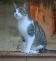 PAÇOCA