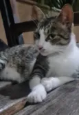 PAÇOCA