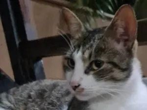 Gato raça SRD-ViraLata idade 7 a 11 meses nome PAÇOCA