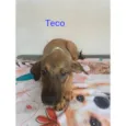 Teco