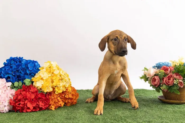 Cachorro ra a SRD-ViraLata idade 2 a 6 meses nome Teco 