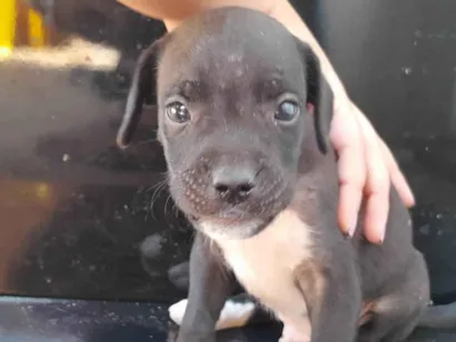 Cachorro raça SRD-ViraLata idade  nome Estou doando em ourinhos-sp