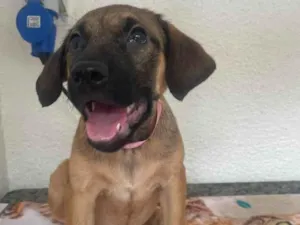 Cachorro raça SRD-ViraLata idade 2 a 6 meses nome Pedrita