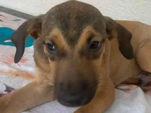 Cachorro raça SRD-ViraLata idade 2 a 6 meses nome Tico