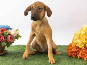 Cachorro raça SRD-ViraLata idade 2 a 6 meses nome Teco 