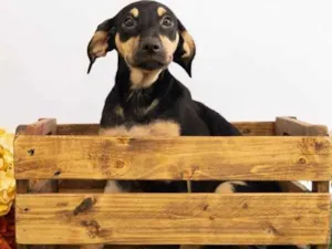 Cachorro raça SRD-ViraLata idade 2 a 6 meses nome Sol 