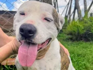 Cachorro raça Pit-Bull idade 2 anos nome Theo 