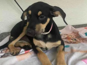 Cachorro raça SRD-ViraLata idade 2 a 6 meses nome Sol 