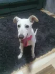 Stella