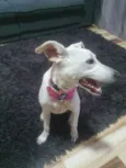 Stella