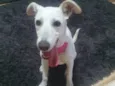 Stella