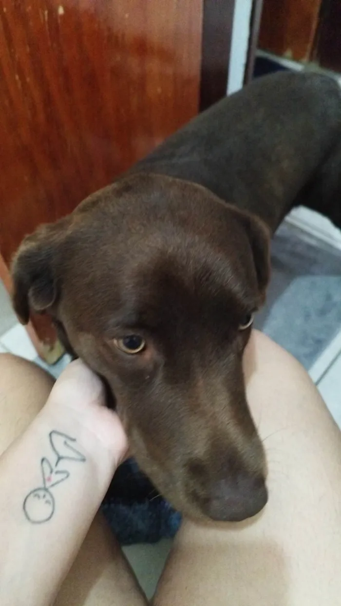 Cachorro ra a Labrador idade 2 anos nome Maya