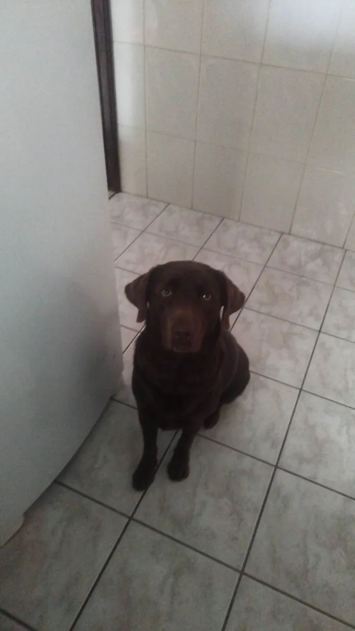 Cachorro ra a Labrador idade 2 anos nome Maya