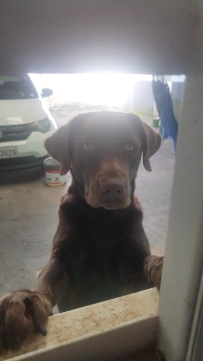 Cachorro ra a Labrador idade 2 anos nome Maya