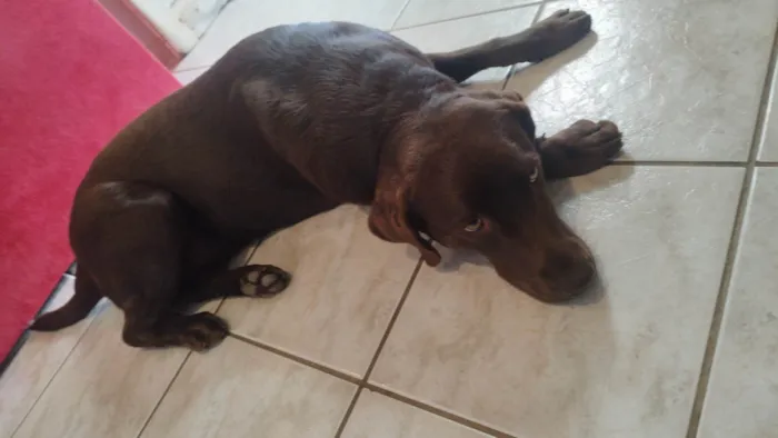 Cachorro ra a Labrador idade 2 anos nome Maya