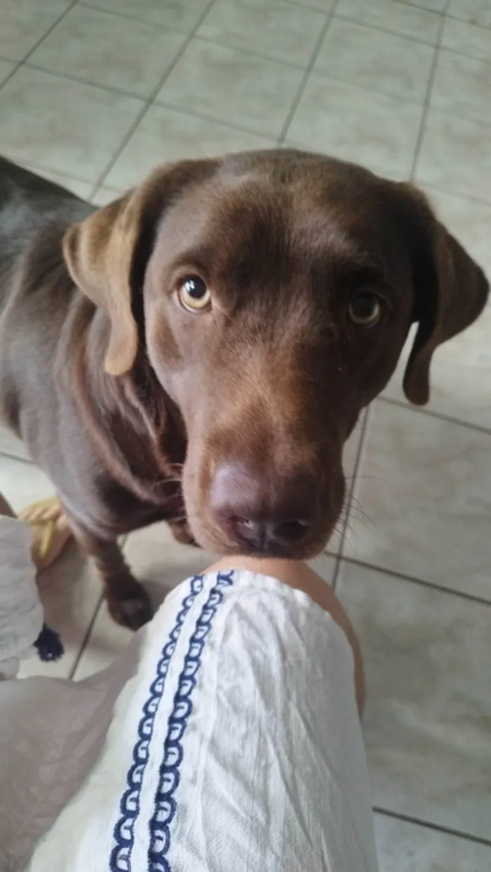 Cachorro ra a Labrador idade 2 anos nome Maya