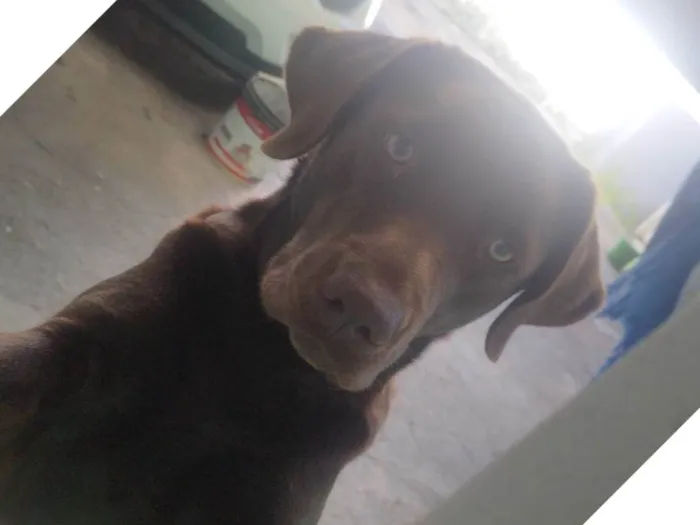 Cachorro ra a Labrador idade 2 anos nome Maya