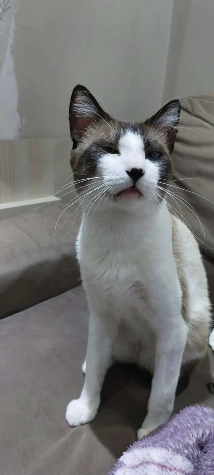 Gato ra a SRD-ViraLata idade 1 ano nome Valente