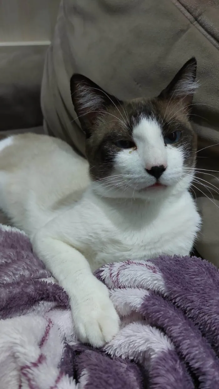 Gato ra a SRD-ViraLata idade 1 ano nome Valente