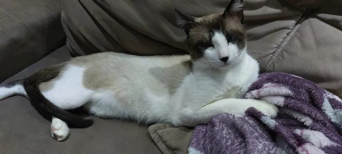 Gato ra a SRD-ViraLata idade 1 ano nome Valente