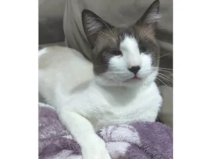 Gato raça SRD-ViraLata idade 1 ano nome Valente