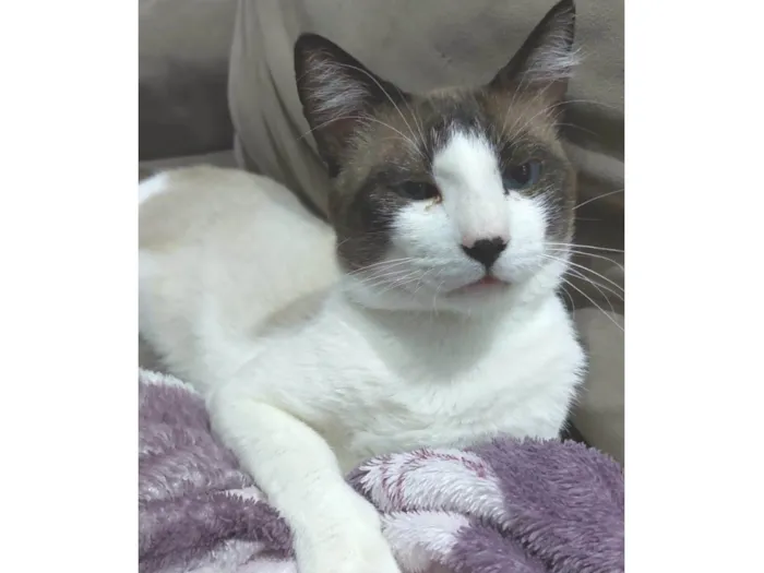 Gato ra a SRD-ViraLata idade 1 ano nome Valente