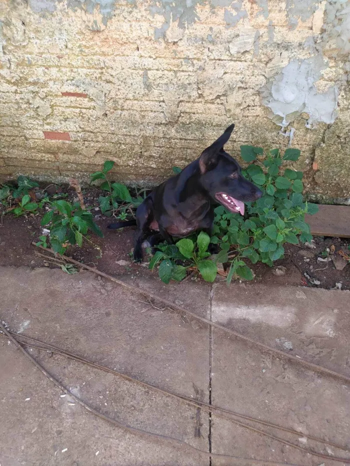 Cachorro ra a SRD-ViraLata idade 7 a 11 meses nome pantera