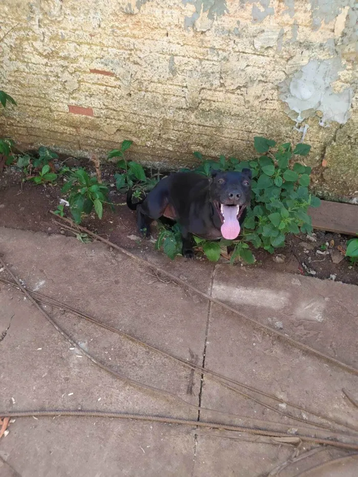 Cachorro ra a SRD-ViraLata idade 7 a 11 meses nome pantera