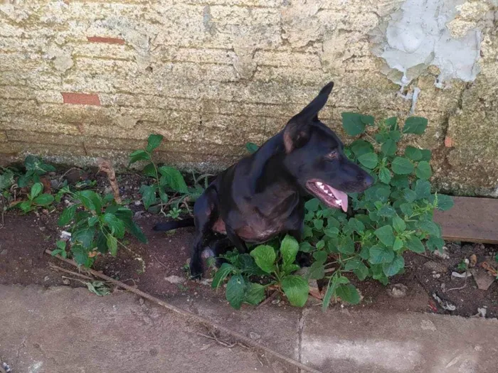 Cachorro ra a SRD-ViraLata idade 7 a 11 meses nome pantera