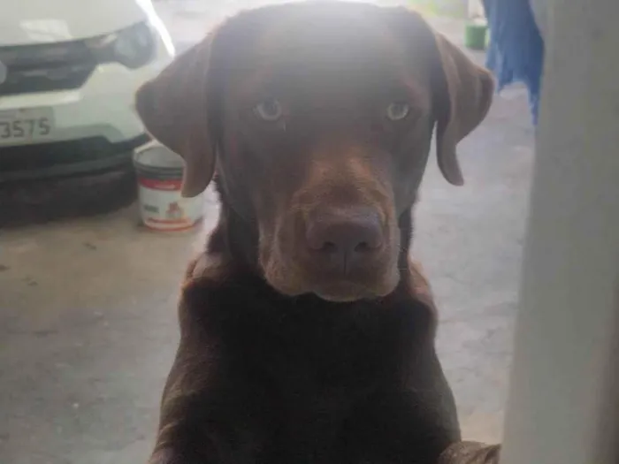 Cachorro ra a Labrador idade 2 anos nome Maya