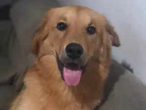 Cachorro raça SRD-ViraLata idade 7 a 11 meses nome Max