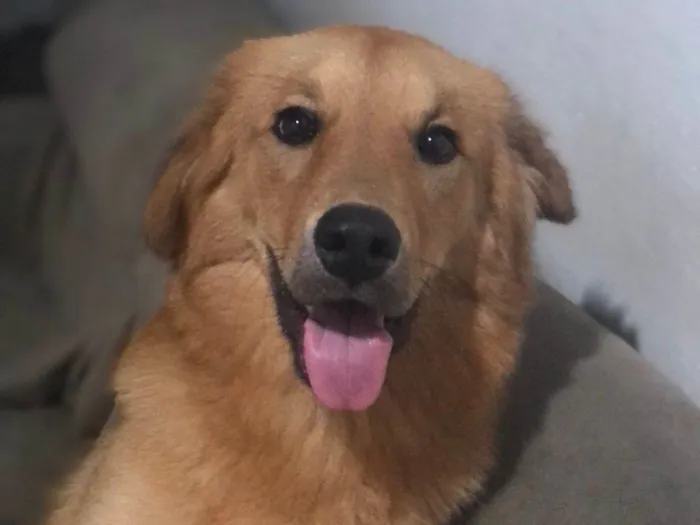 Cachorro ra a SRD-ViraLata idade 7 a 11 meses nome Max