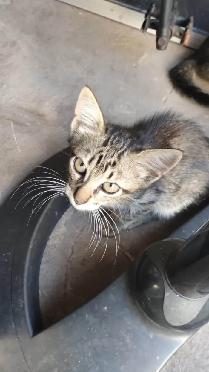 Gato ra a Siamês idade 2 a 6 meses nome Pipoca 