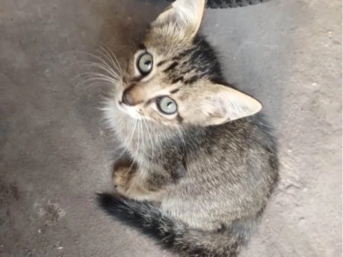 Gato ra a Siamês idade 2 a 6 meses nome Pipoca 