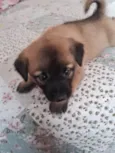 THEO 