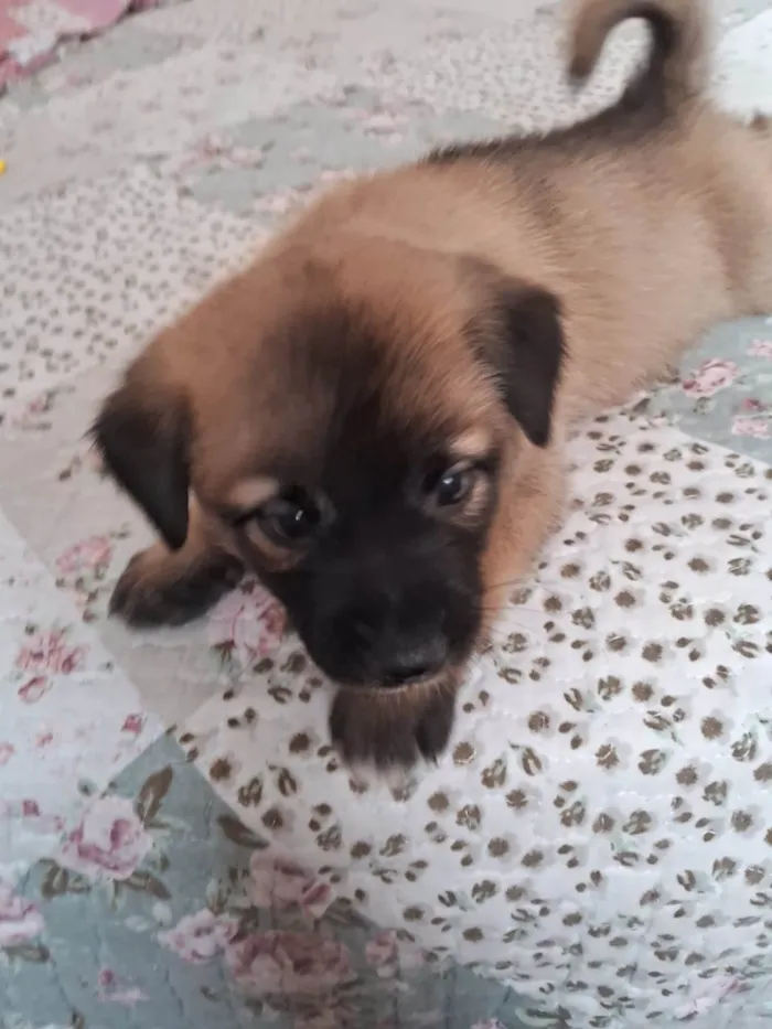 Cachorro ra a SRD idade Abaixo de 2 meses nome THEO 