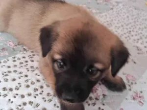 Cachorro raça SRD idade Abaixo de 2 meses nome THEO 