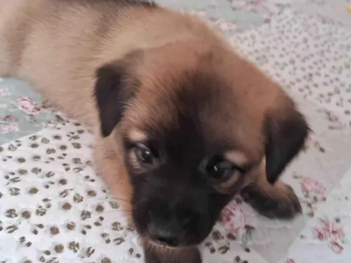 Cachorro ra a SRD idade Abaixo de 2 meses nome THEO 