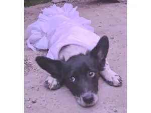 Cachorro raça  idade 2 a 6 meses nome Pérola