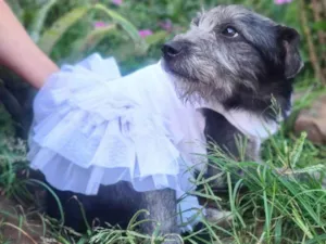 Cachorro raça SRD-ViraLata idade 2 a 6 meses nome Nina