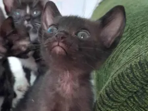 Gato raça SRD-ViraLata idade 2 a 6 meses nome Gatinhos para doação 