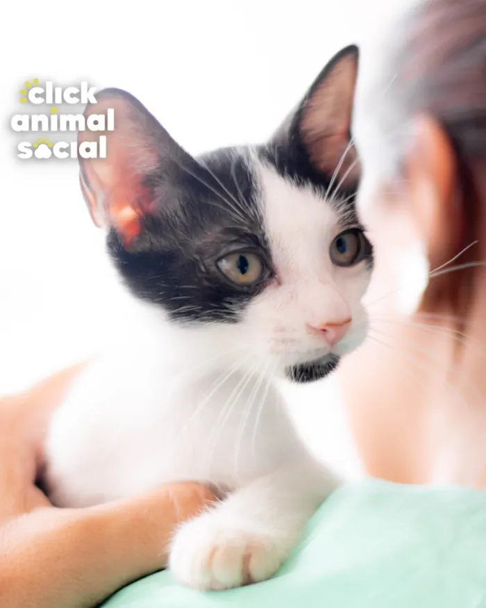 Gato ra a SRD-ViraLata idade 2 a 6 meses nome DIGUINHO